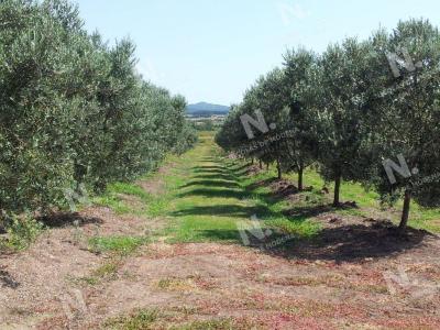 Venta de Campo de Olivos y Alfalfa de 60 ha-Pan de Azúcar , 60 mt2