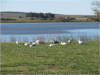 Chacra en Uruguay, Punta del Este, Laguna de los Cisnes